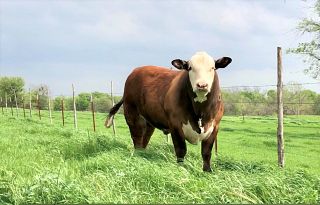 CattleTales Summer Photo Contest - All Entries CattleTales Summer Photo Contest - All Entries