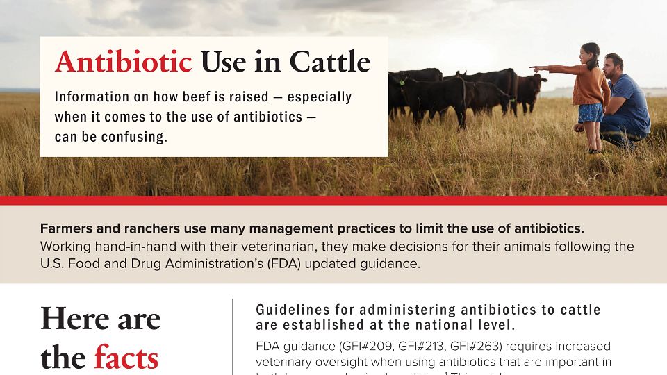 Antibiotic Use in Cattle