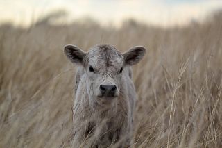 Cattle Tales 2022 Photo Contest