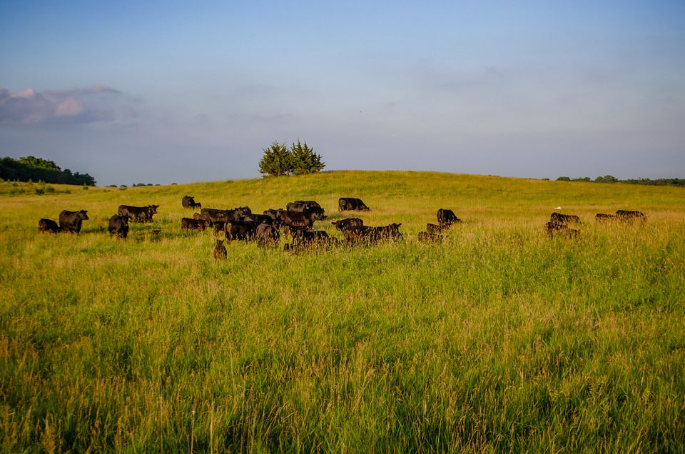 Moes Feedlot