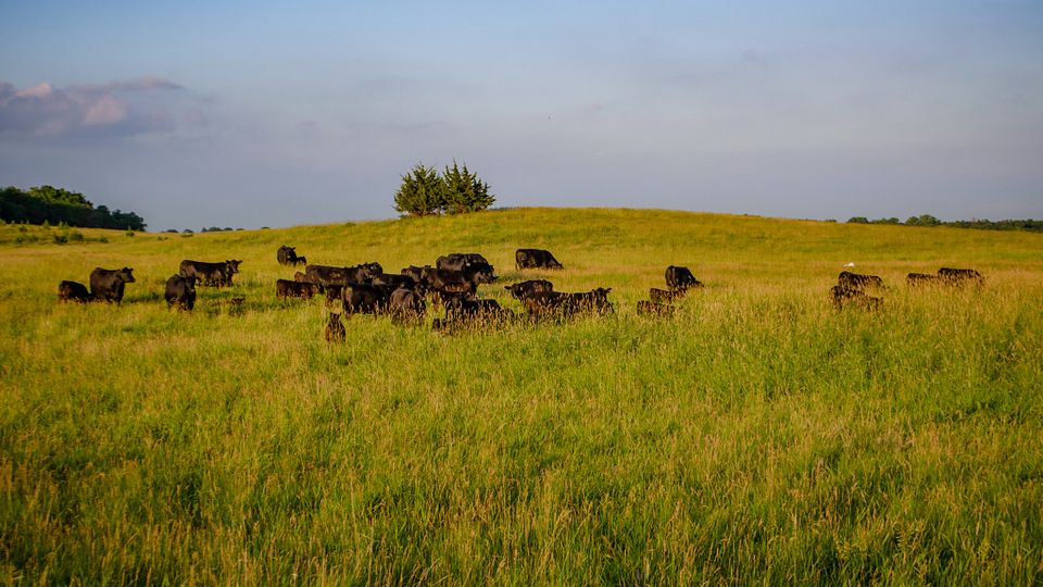 Moes Feedlot