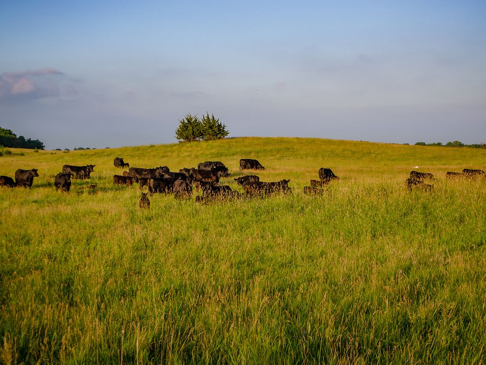 Moes Feedlot