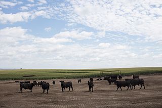 Triple U Ranch