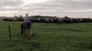 Barthle - shot from behind cowboy with cattle in front of him