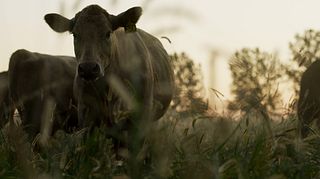 BQA - Cow Calf