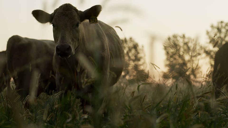MBK Cattle Cow