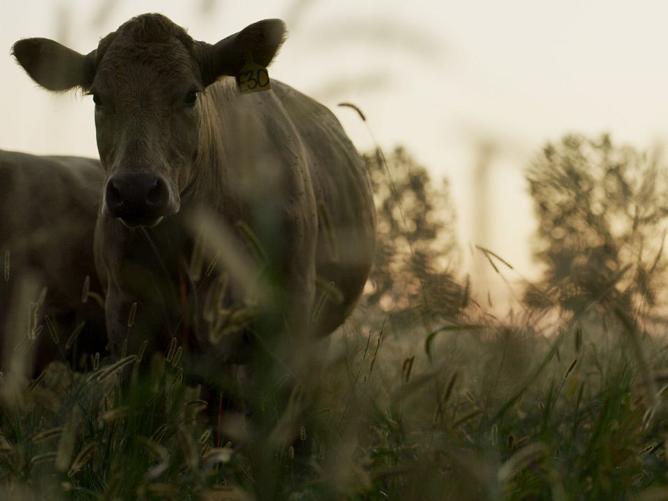 BQA - Cow Calf