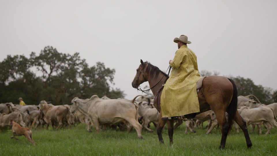 Barthle - driving cattle