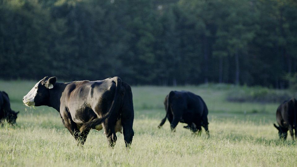 BQA - Cow Calf