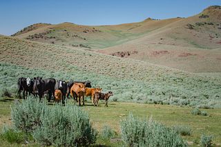 Smith Nevada Ranches Smith Creek Ranch, LTD