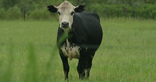 Hanson Cow