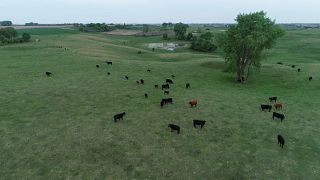 Four Hill Farms MN Drone Image
