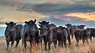 Cattle On The Prairie