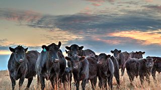 Cattle On The Prairie