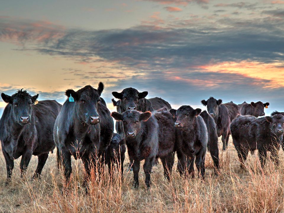 CattleTales Summer Photo Contest - All Entries