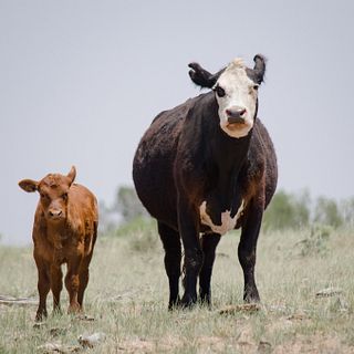 2017 ESAP Winner - Jim O'Haco Cattle Company - Region VI - Arizona
