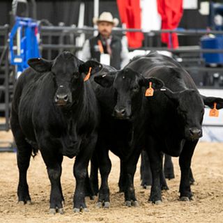 2022 Cattlemen's College Opening Session Photography 2022 Cattlemen's College Opening Session Photography