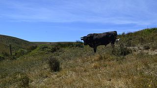 Conlan Ranches-California True Grass Farms