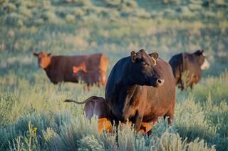 Cattle Cattle