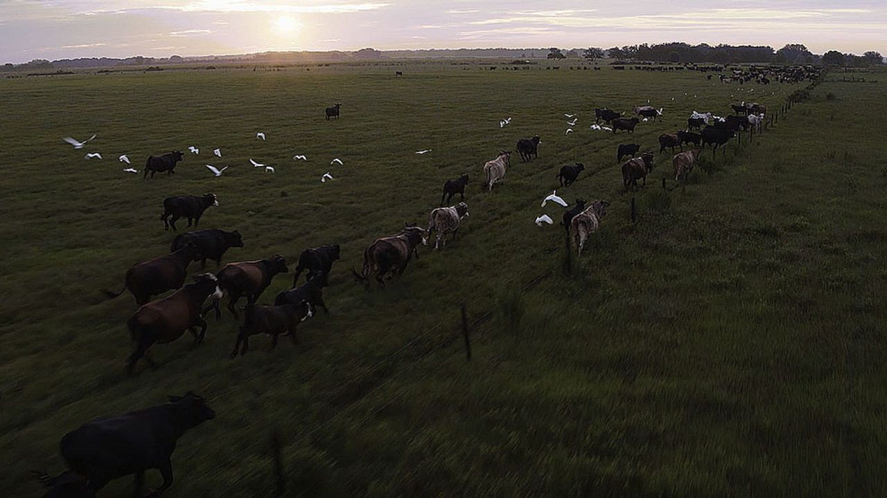 Cattle in Field