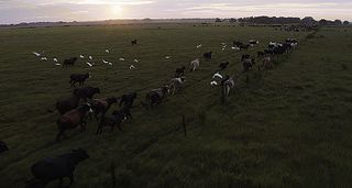 Cattle in open field