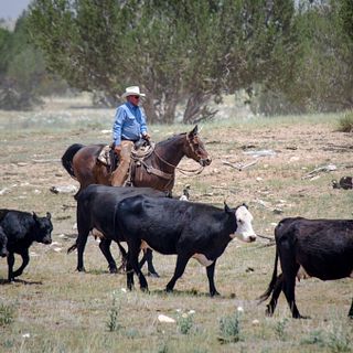 2017 ESAP Winner - Jim O'Haco Cattle Company - Region VI - Arizona