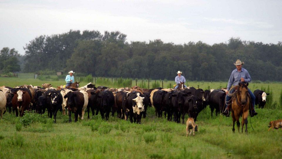 Barthle - cattle drive