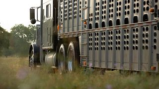 BQA Transporting Cattle
