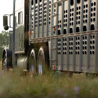 Cattle truck Cattle truck