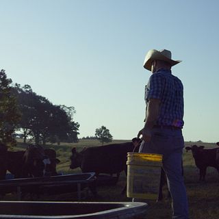 BQA - Bluff Creek Cattle