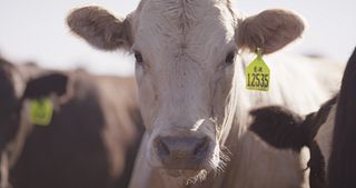 white beef cow face