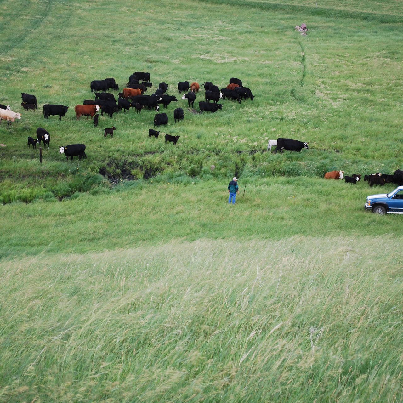 Guge Farm