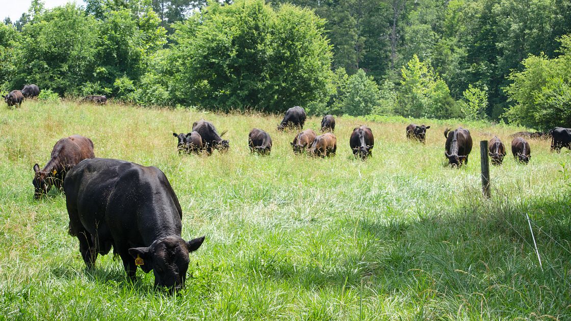 Differences Between Organic, Grass Fed, and Free Range Beef