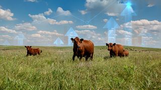 Cattle on Ranch with Chart