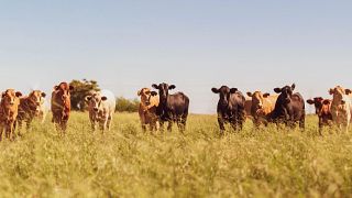Cattle On Grass