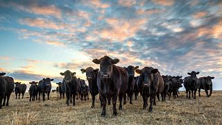 Cattletales Summer Photo Contest 2020 – Top 30