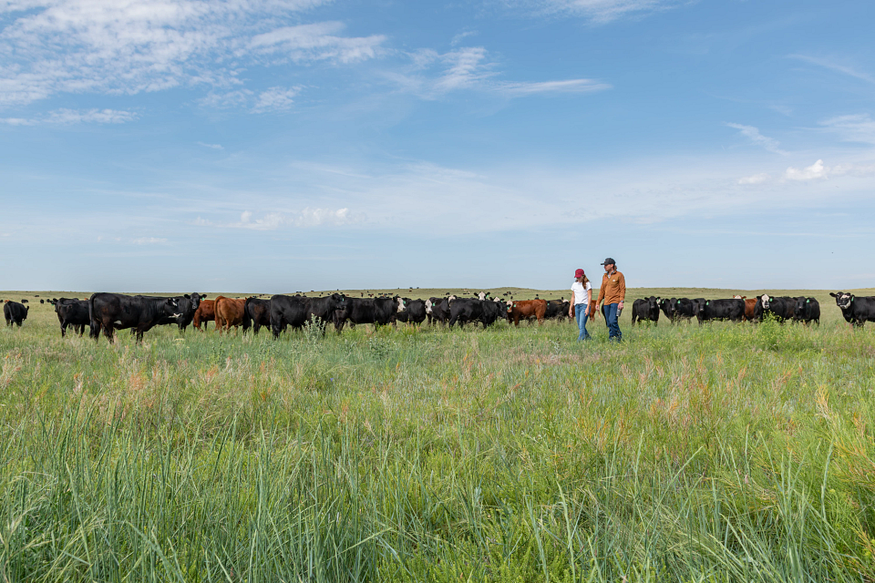 ranchers in pasture