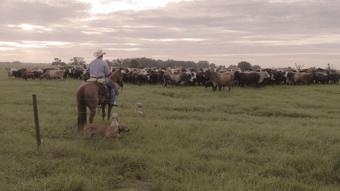 cattle rancher