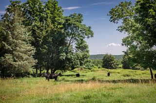 Region 1 - Blue Lake Farms - South Carolina, 2017 Region 2 - Blue Lake Farm - South Carolina Region 1 - Blue Lake Farms - South Carolina, 2017 Region 2 - Blue Lake Farm - South Carolina
