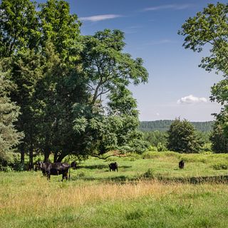 Region 1 - Blue Lake Farms - South Carolina, 2017 Region 2 - Blue Lake Farm - South Carolina Region 1 - Blue Lake Farms - South Carolina, 2017 Region 2 - Blue Lake Farm - South Carolina