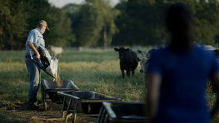 BQA - Cow Calf