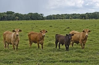 Bull Hammock Ranch