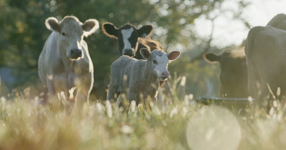BQA - Cow Calf