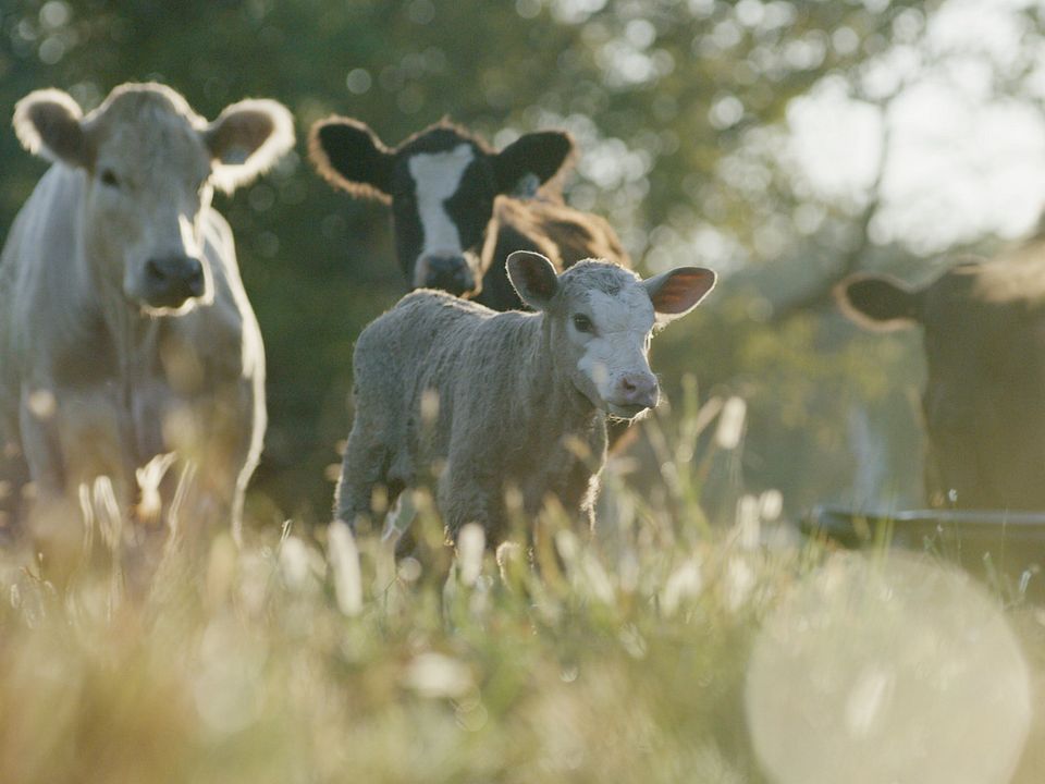 BQA - Cow Calf