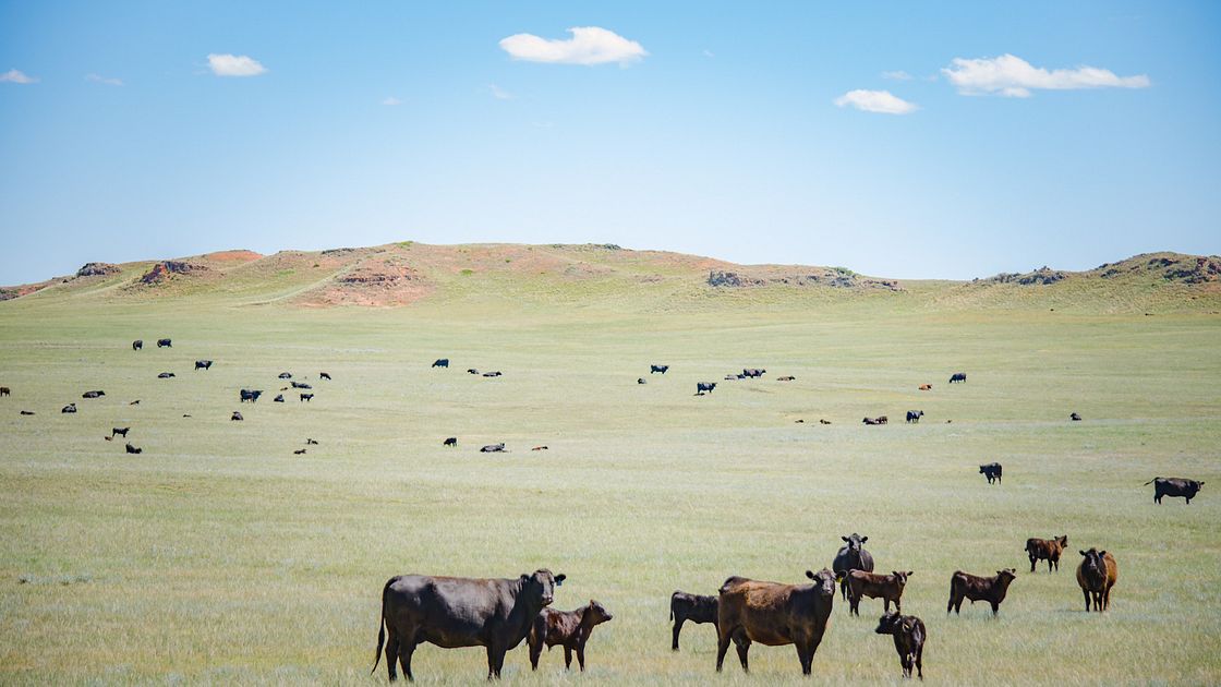 Eagle Rock Ranch, Cattle Pasture, Wise River Montana