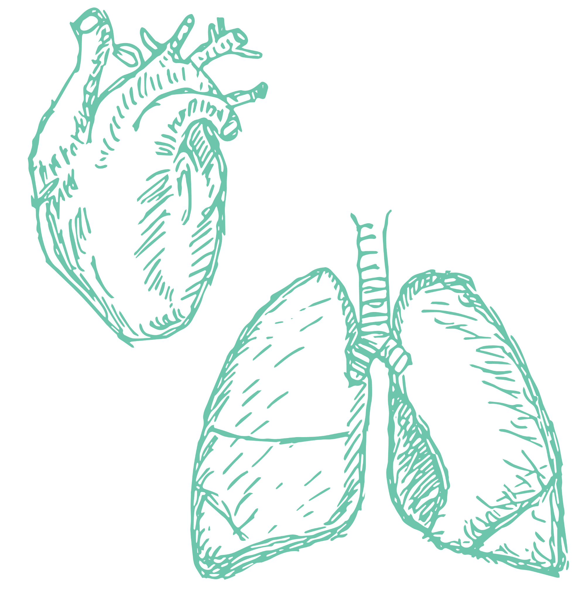 HeartAndLungs-02.png
