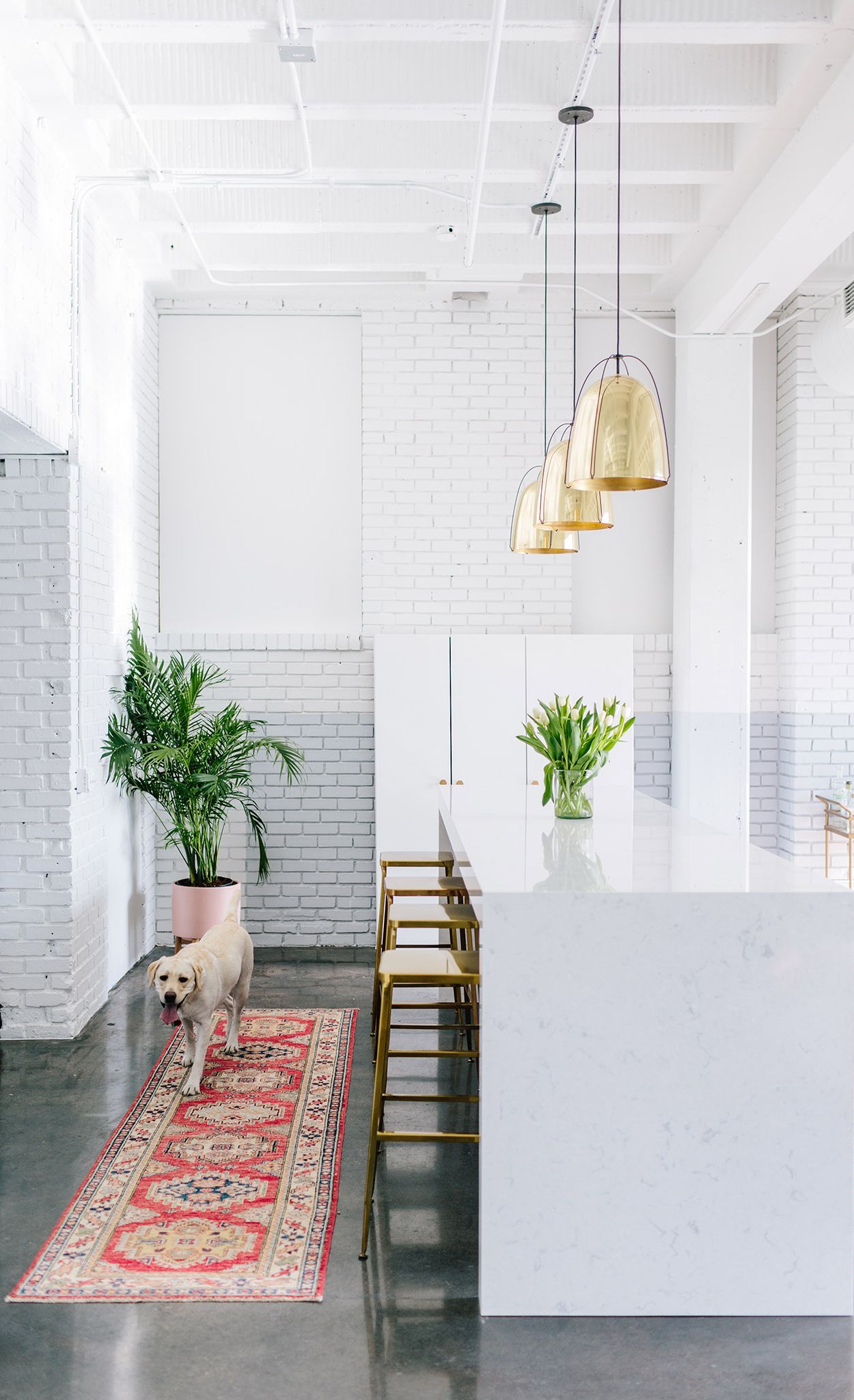 A dog-friendly workplace makes everyone feel more at home. Stunning, sturdy, and simple to clean, this Cambria Swanbridge waterfall island is a dog-friendly design choice.