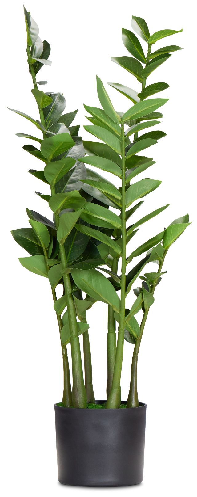 Zamioculcas Green 29" Greenery