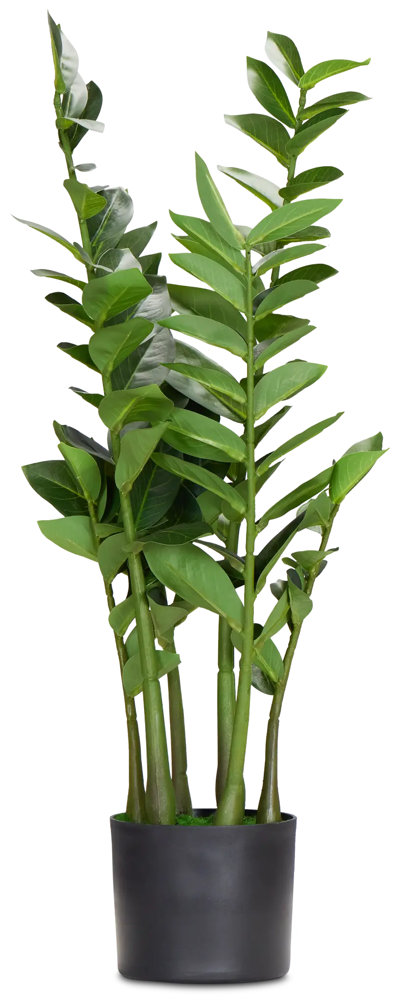 Zamioculcas Green 29" Greenery Zamioculcas Green 29" Greenery