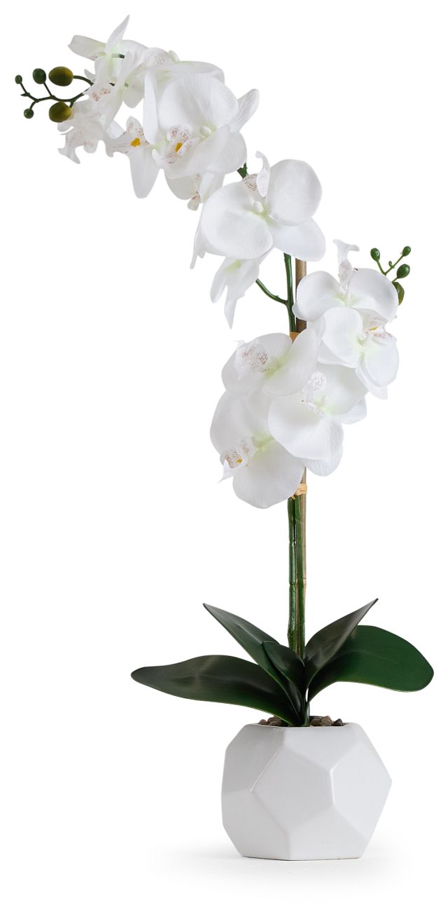 Potted White 26" Orchid (1)